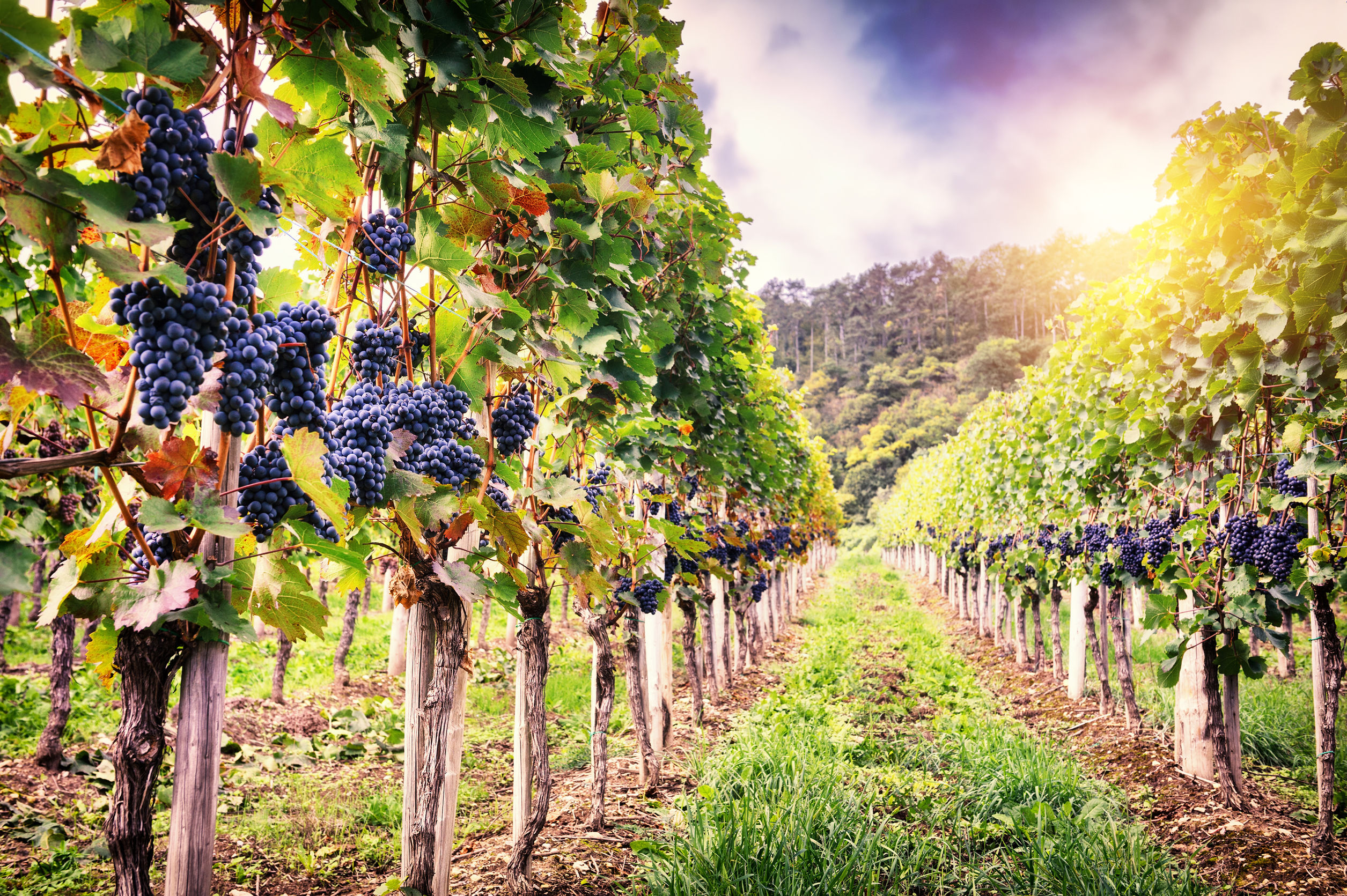 Mondo giuridico e vino