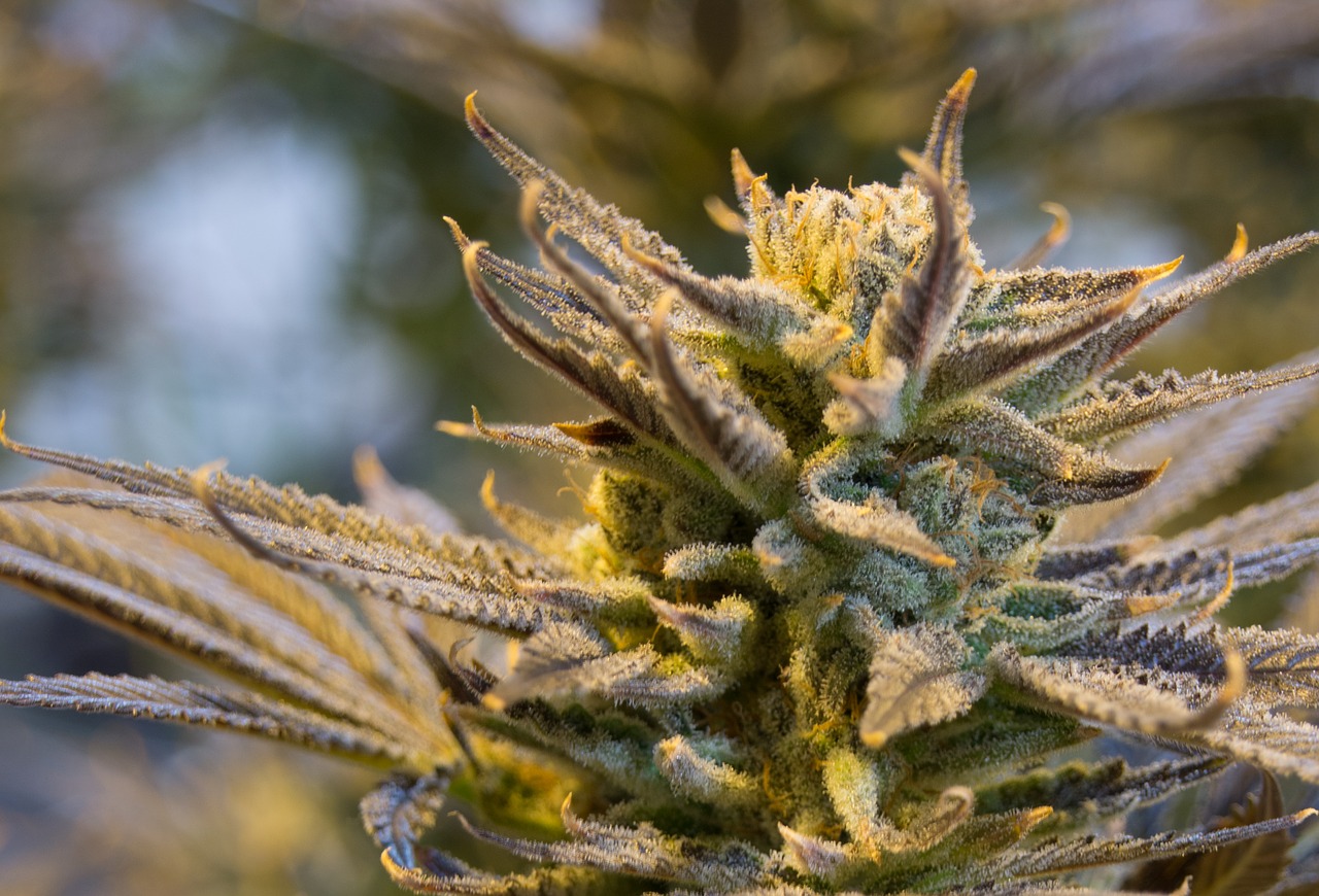 cannabis light