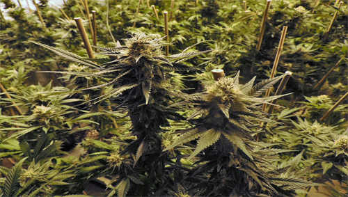 “Può far male”. Smascherate le bugie sulla cannabis light “Può far male”. Smascherate le bugie sulla cannabis light