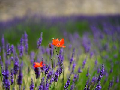 Lavandula Essential Oils