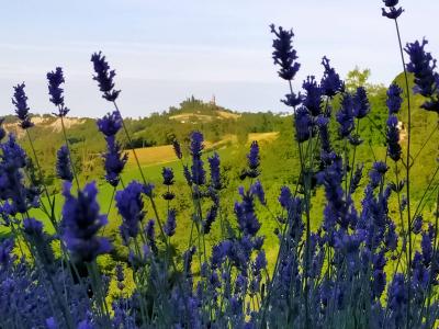 L'ora della lavanda