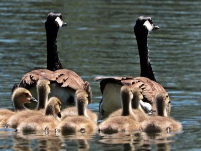 Famiglia