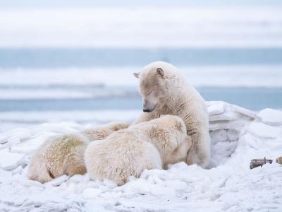 Mamma orsa allatta due cuccioli sull'oceano artico
