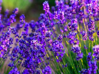 Lavandula