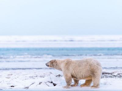 Un orso polare nel suo ambiente naturale