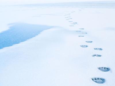 Il passaggio di un orso polare sul ghiaccio