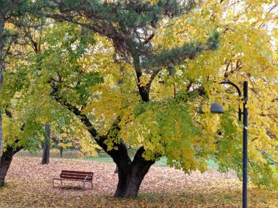 Trionfo di Novembre