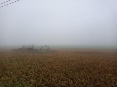 Che ne sai tu di un campo di grano 