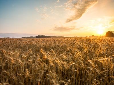  agricultural