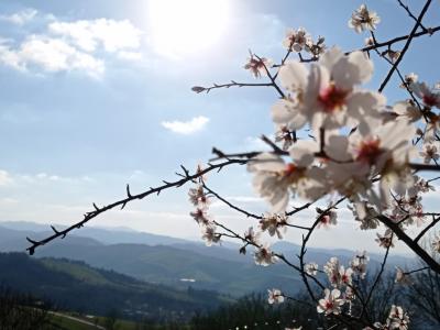 Aspetta primavera, Martini