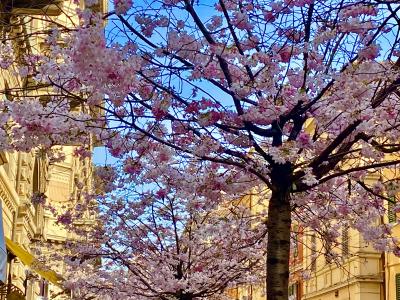 Assaggio di primavera, Bologna, 10 marzo 2021