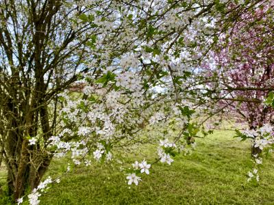 Il giorno di primavera, Rovigo, 21 marzo 2021