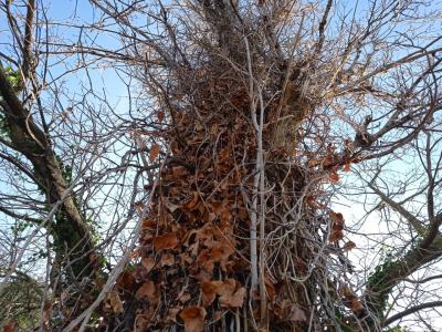 L'albero della vita