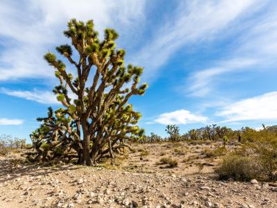 Joshuatree