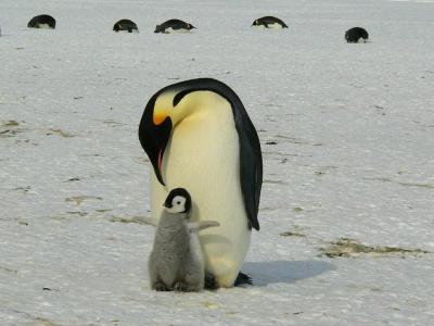 festa della mamma