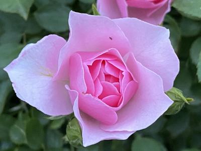 Rose rose 23 maggio 2021