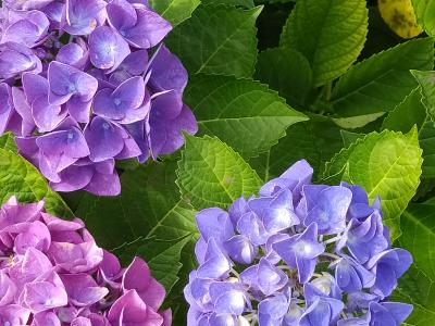 Colori di Ortensie