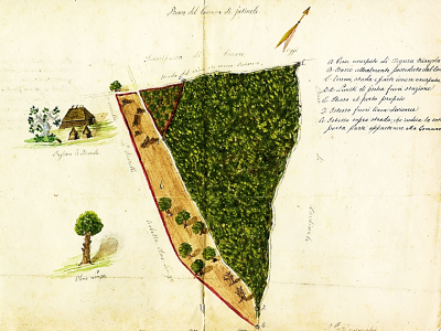 Pianta topografica del bosco Olmo Longo del comune di Jatrinoli  ASRC, Demani, inv. 33, b. 156, fasc. 11