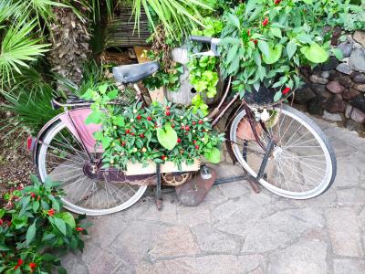 Fiori in bicicletta