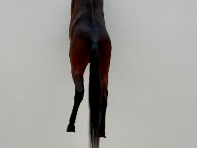 Cavallo, Fondazione Bayeler