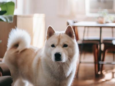 Akita Inu venduto con patologia