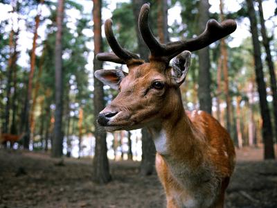 fauna selvatica