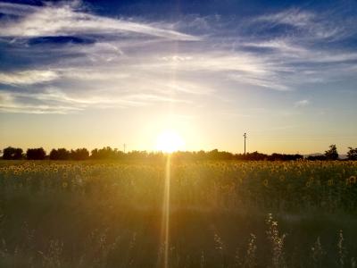 Girasoli, Maremma