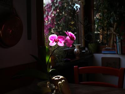 orchidea rosa