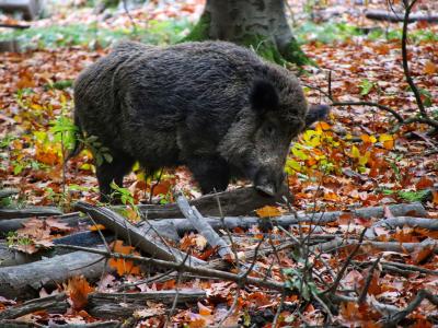 Ambiente e animali in Costituzione