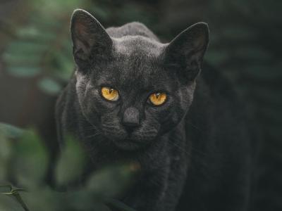 Puma nero e gatto blu