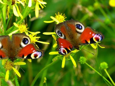 Prescrizioni ambientali 