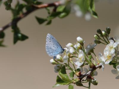 biodiversità e rischio di estinzione