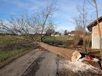 Alberi e responsabilità civile da caduta