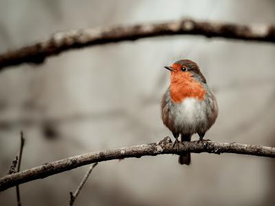 pettirosso