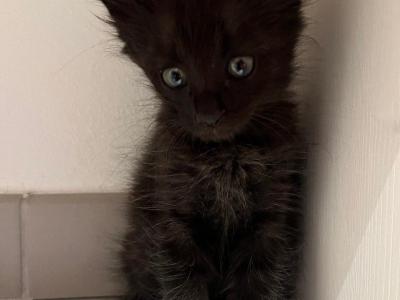 Gatto