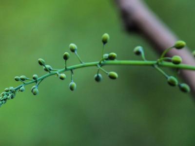greenwashing