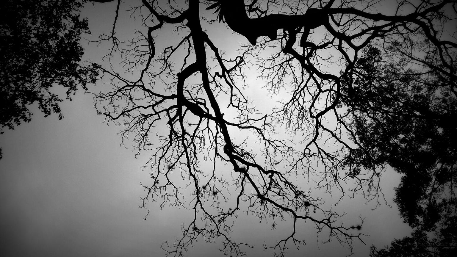 Il Ruolo Delle Neuroscienze Nel Caso Di Como La Prospettiva Del Difensore Di Albertani