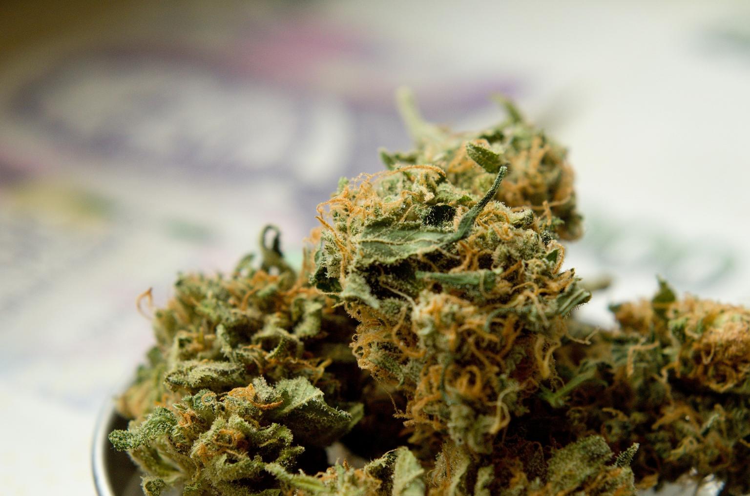 Coltivazione domestica di marijuana | Filodiritto